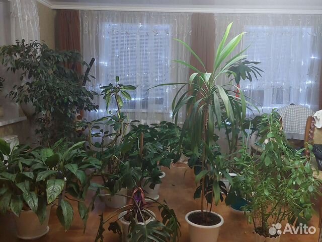 Продаются живые цветы в ассортименте