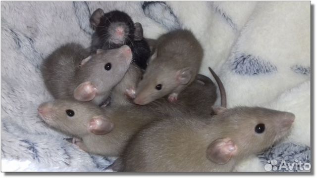 Крысята Дамбо. Питомник крысят, крысы