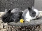 Карликовые Кролики со всеми Аксессуарами объявление продам