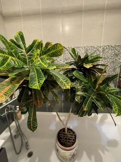 Комнатные растения цветы большие