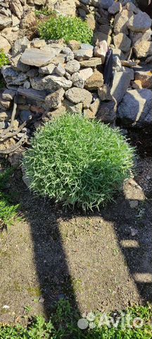 Растения для альпийской горки