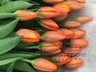 Тюльпаны оптом от производителя к 8 марта объявление продам