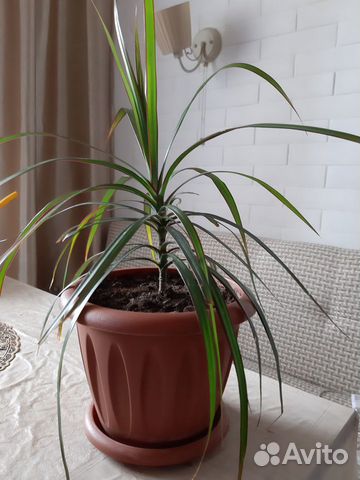 Комнатное растение Драцена