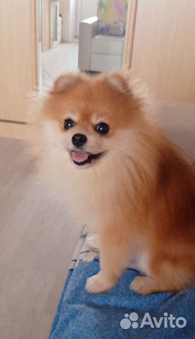 Шпиц померанский. Вязка