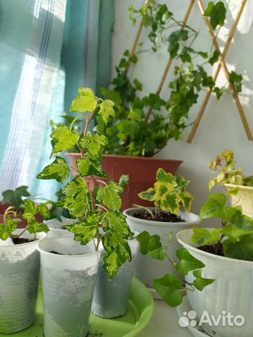 Плющ. 7 разных (Hedera Helix)