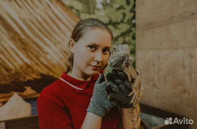 Домашняя передержка животных