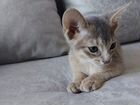 Абиссинская котенок