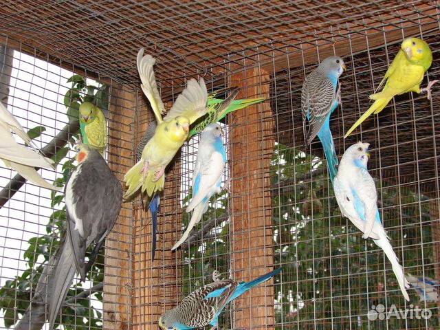 Волнистые попугаи