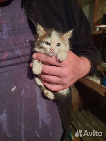 Кошка в добрые руки,примерно 1-1,5 месяца