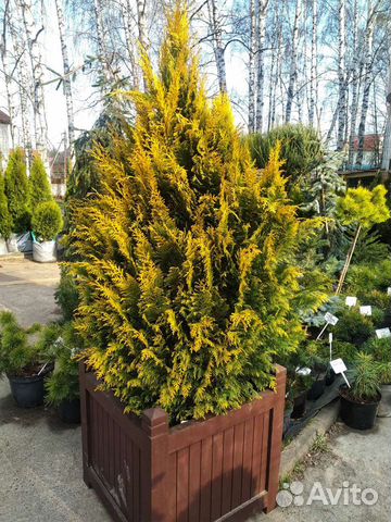 Кипарисовик