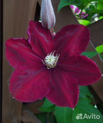 Клематис Руж Кардинал 2л горшок и др.сорта