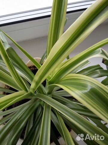 Хлорофитум Океан и Хохлатый