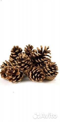 Шишка сосновая отборная 100 шт