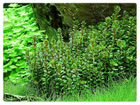 Теодоксусы,аквариумные растения объявление продам