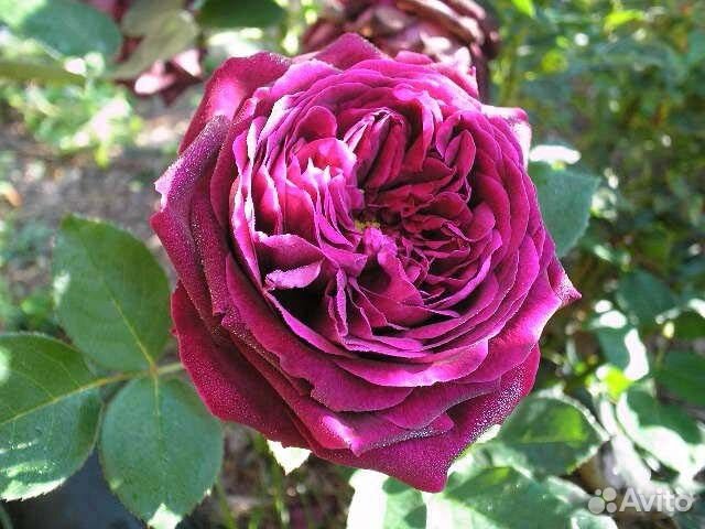 Саженцы роз