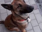 Собака бельгийская овчарка малинуа метисы объявление продам