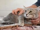 Кошка серая пуховая, 3 месяца объявление продам