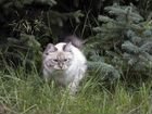 Сибирские невские маскарадные котята в Красноярске