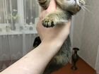 Абиссинская кошка объявление продам