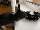 Кролики-карликовые, декоротивные объявление продам