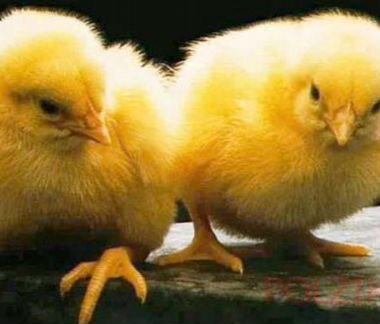 Цыплята бройлеры.Утята.Гусята.Мулард