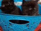 Пушистики от персидской кошки объявление продам