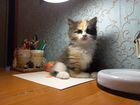 Котёнок (метис Невской маскарадной) 1,5месяца объявление продам