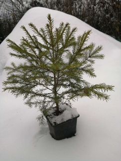 Ель живая в горшке