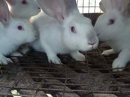 Кролики Самочки