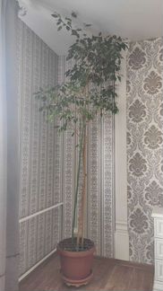 Фикус Бенджамина высота 3м