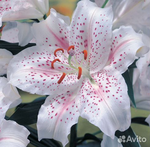 Луковицы лилии Mapira оптом