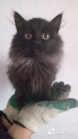 Кошечка 4 месяца