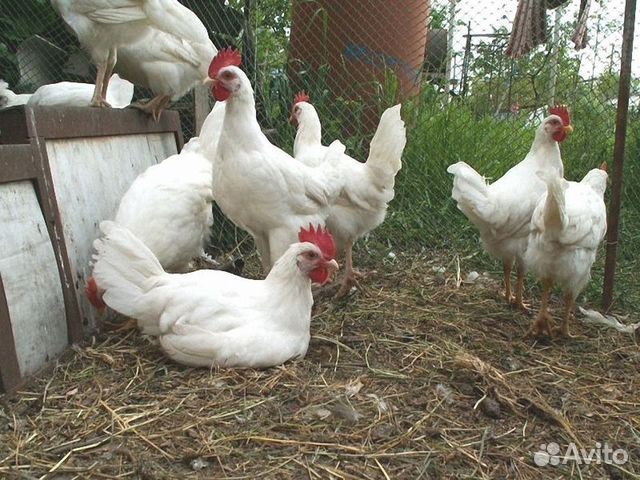 Породы белых кур несушек с фотографиями