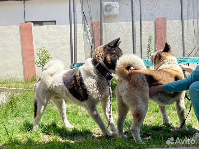 Вязка кобель ждёт дам