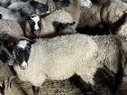 Романовские овцы объявление продам