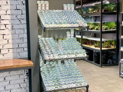 Меристемные аквариумные растения