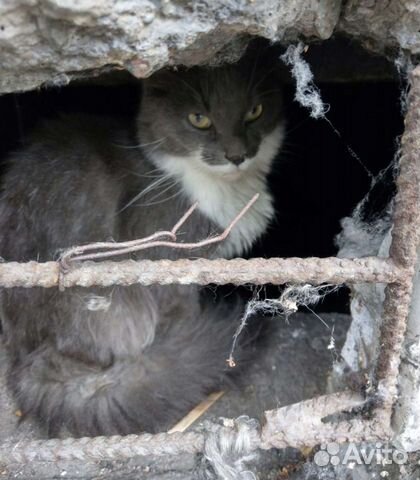 Кот домашний хочет жить в добрые руки