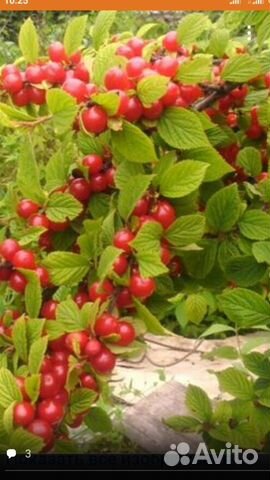 Войлочная вишня