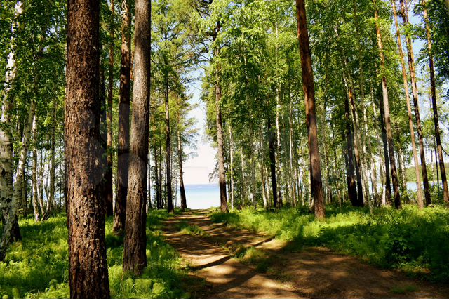 Участок 10 сот. (СНТ, ДНП)