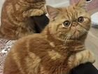 Красный мрамор котик Гарфилд объявление продам