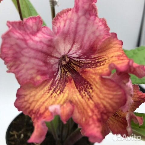 Стрептокарпус Листи