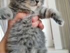 Плюшевые голубоглазые Шотландские котята объявление продам