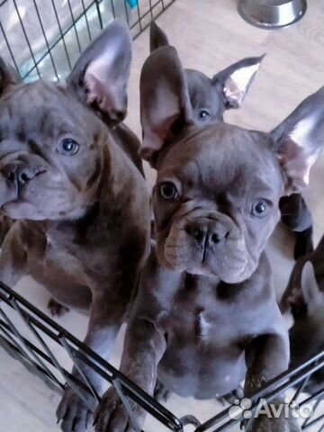 Французский бульдог голубой щенки