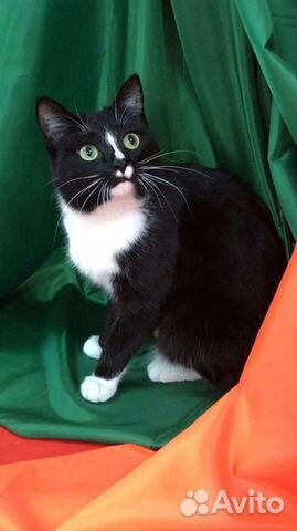 Кошка в добрые ручки