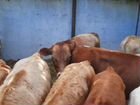 Мясные бычки Сементалы помеси объявление продам