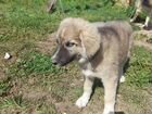Кавказская овчарка щенок метис объявление продам