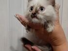 Котенок с голубыми глазами и огромной душой объявление продам