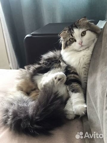 Кот длинношерстный вязка