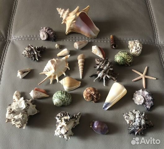 Морские ракушки/ океанские раковины