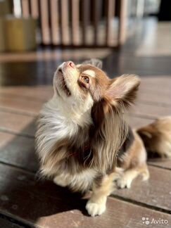 Вязка чихуахуа